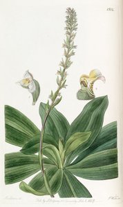 Brachystele bracteosa (comme syn. Spiranthes bracteosa)